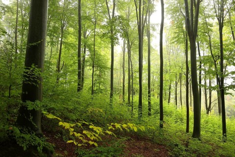 Majestic autumn beech forest on a foggy, rainy morning in late September