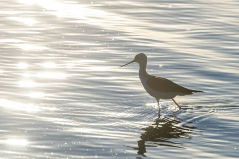 Black Winged Stilt in Water (Himantopus himantopus) Wader Bird Stilt