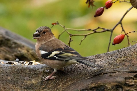 Chaffinch with food in beak sitting on tree trunk with red rose hips looking left