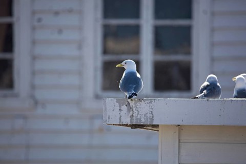 Common gulls (larus canus) standing on building roof in summer, Berlevåg, Norway, Europe
