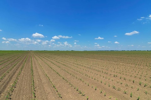Rows of young green corn plants. Corn seedling on the field