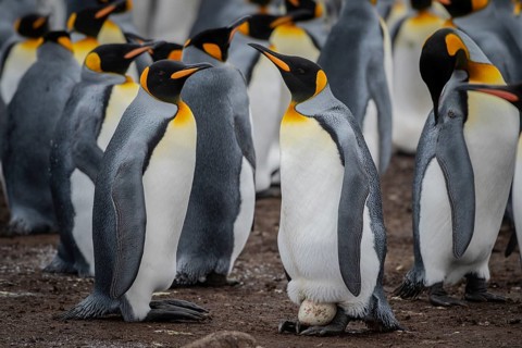 King penguins (Aptenodytes patagonicus), hen on just laid egg, Volunteer Point, Falkland Islands,