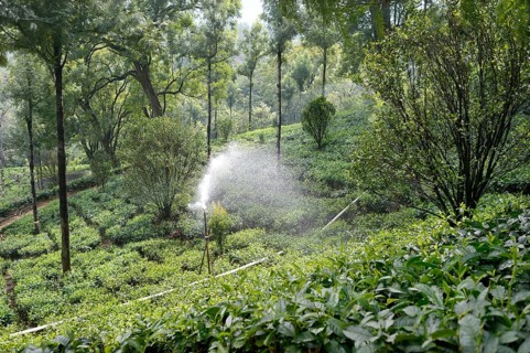 Tea garden irrigation, munnar, kerala, india, asia