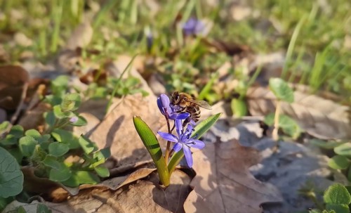 Close-up of a bee collecting nectar from a small alpine squill purple flower in the spring meadow.