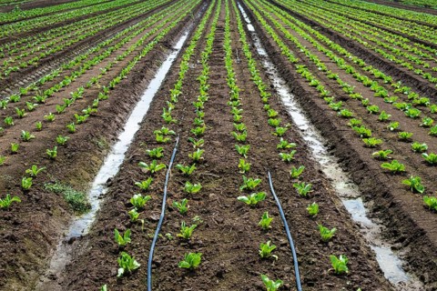Lettuce farm on sunlight. Rows with small lettuce plants