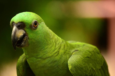 Parrot in Costa Rica