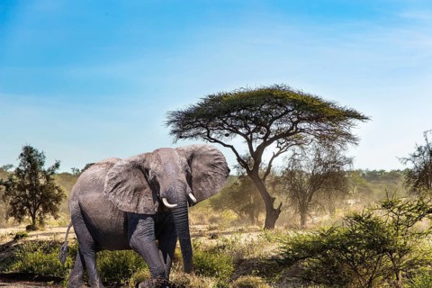 The big elephant and plain acacias in Amboseli park. Travel to exotic Africa. The famous