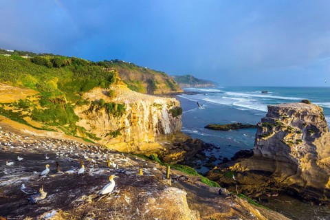 Sunset. Nesting colony of rare seabird gannets. Stunning coast of the North Island of New Zealand.