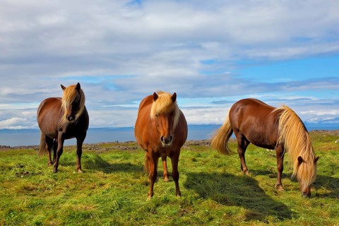Three Icelandic horses on the shore of the fjord. Beautiful horse chestnut suit with white manes on