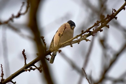 A bullfinch (Pyrrhula pyrrhula) female sits quietly on a branch in nature, pond area Wismar-Kluß,