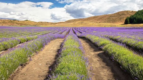 An image of a lavender field in New Zealand