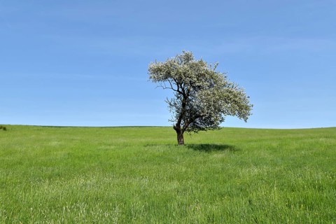 Blossoming apple tree in a meadow with blue sky and sun near Kempfeld at the Hunsrück-Hochwald