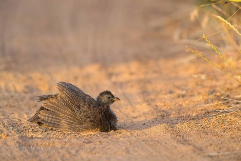 Cape Francolin, (Francolinus capensis), (Pternistis capensi, resting on sandy soil, Africa, West