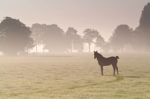 Little foal on misty sunrise pasture in summer