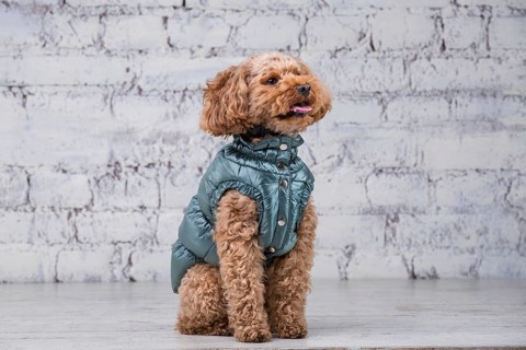 Small funny dog of brown colour with curly hair of toy poodle breed posing in clothes for dogs.