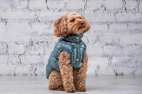 Small funny dog of brown colour with curly hair of toy poodle breed posing in clothes for dogs.