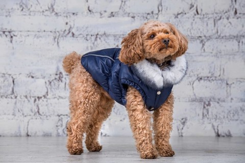 Small funny dog of brown colour with curly hair of toy poodle breed posing in clothes for dogs.