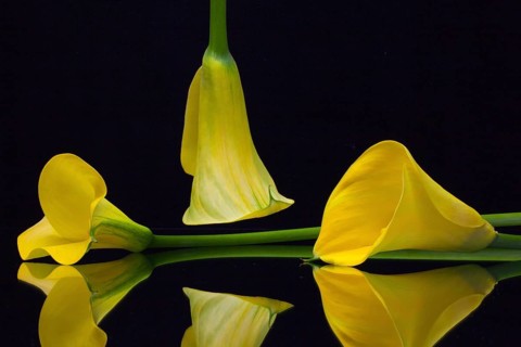Yellow calla lily on a black glass plate