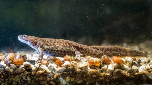 Spanish ribbed newt Pleurodeles waltl, also known as the Iberian ribbed newt. Wildlife animal