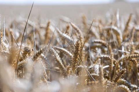 Close-up of golden ears of wheat in a dense wheat field with a natural flair, Coxhill,