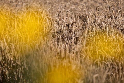 Golden wheat field with blurred yellow flowers in the foreground, Coxhill, Shepherdswell, Dover,