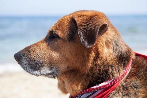 Portrait of a dog on the beach