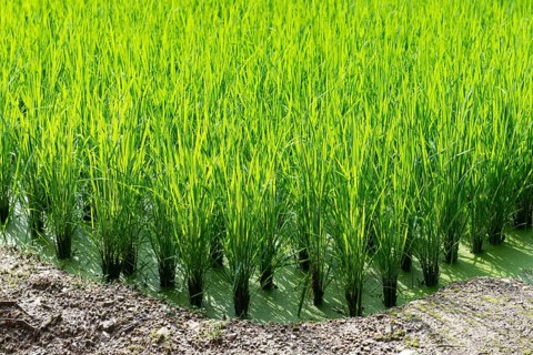 Green rice field background with young rice plants, South Korea, Asia