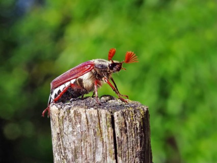Cockchafer