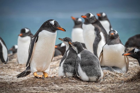Gentoo penguin (Pygoscelis papua) with two chicks in a colony, Pebble Island, Falkland Islands,