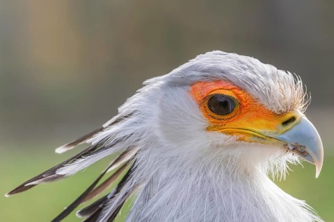 Secretarybird Close up portrait, African bird of prey (Sagittarius serpentarius)