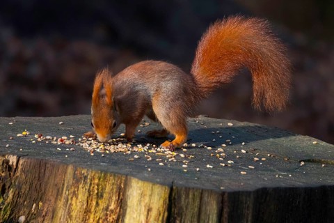 A stunning red squirrel perched on a tree stump, showcasing its bushy tail and alert demeanor