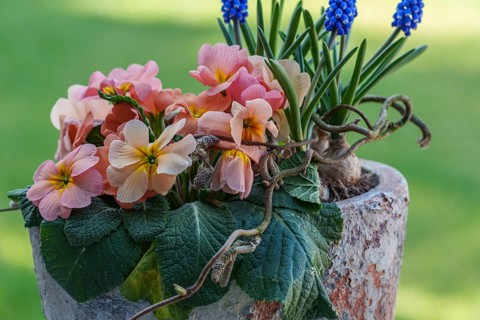 Pink and blue flowers in a rustic vase against a green background, Weseke, Borken, westphalia,