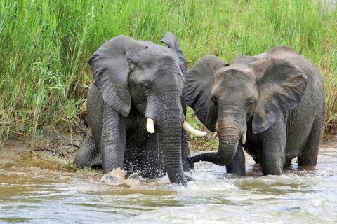 Young elephants bathing