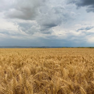 Golden wheat field and Storm clouds