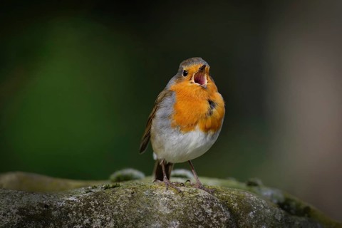 A small robin sits on a stone and sings with its beak wide open