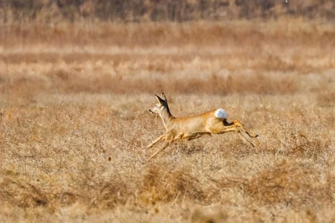 Wild roe deer in a field, spring time