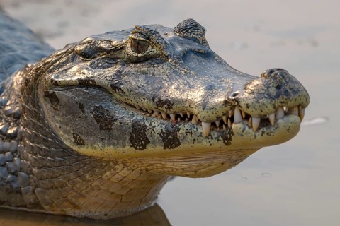 Caiman (Caimaninae), Crocodile (Alligatoridae), crocodile (Crocodylia), animal portrait, mouth
