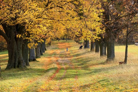 View through the avenue of lime trees on Friedenshöhe in Flacht