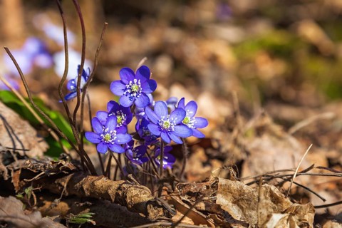 Liverleaf that bloom in early spring