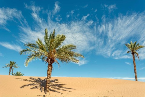 Palm in the desert oasis in morocco sahara africa dune