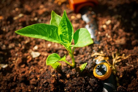 Pepper sprout seedling plant on orchard homestead soil