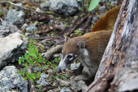 Coati ring Tailed Nasua Narica animal in South America