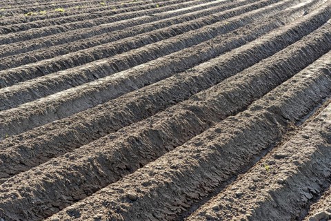 Prepared soil for potatoes in spring