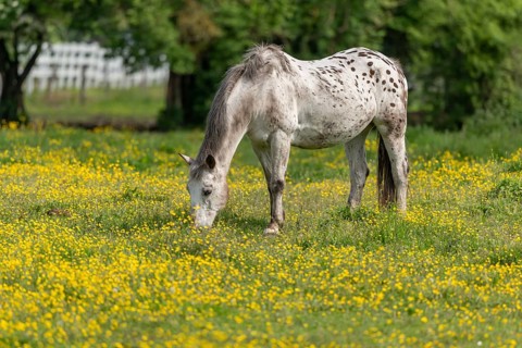 Horse in a green pasture filled with yellow buttercups. Bas-Rhin, Collectivite europeenne d'Alsace,
