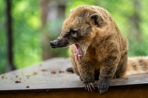 South American Coati (Nasua Nasua)