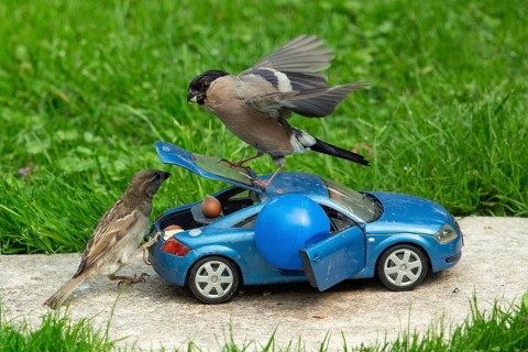 Bullfinch female with open wings on open boot of blue Audi TT model car standing on stone slab in