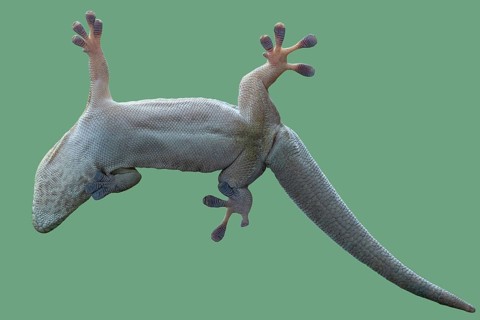 Bottom view of a gecko. Standing's day gecko, Phelsuma standingi