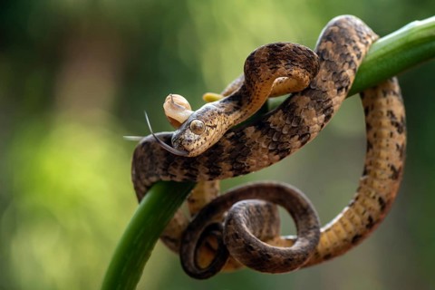 Slug eating snake with its prey