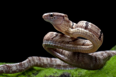 Dog-toothed Cat Snake in attack position
