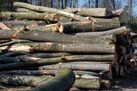 Pile of firewood in the forest